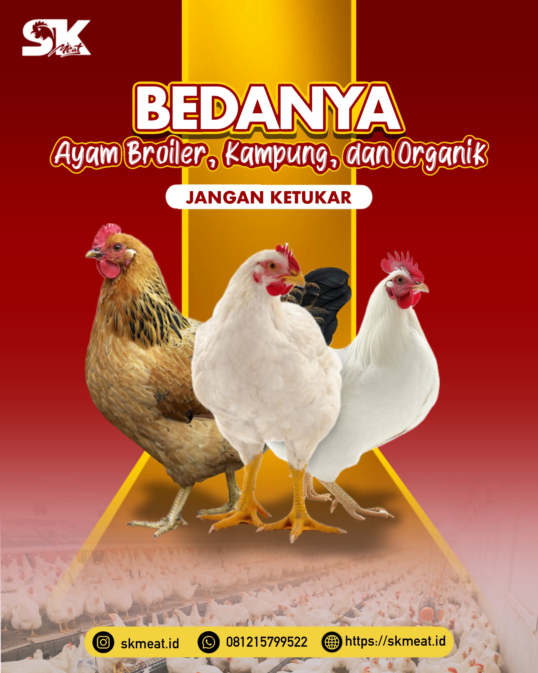 Bedanya Ayam Broiler, Kampung, dan Organik – Jangan Ketukar!