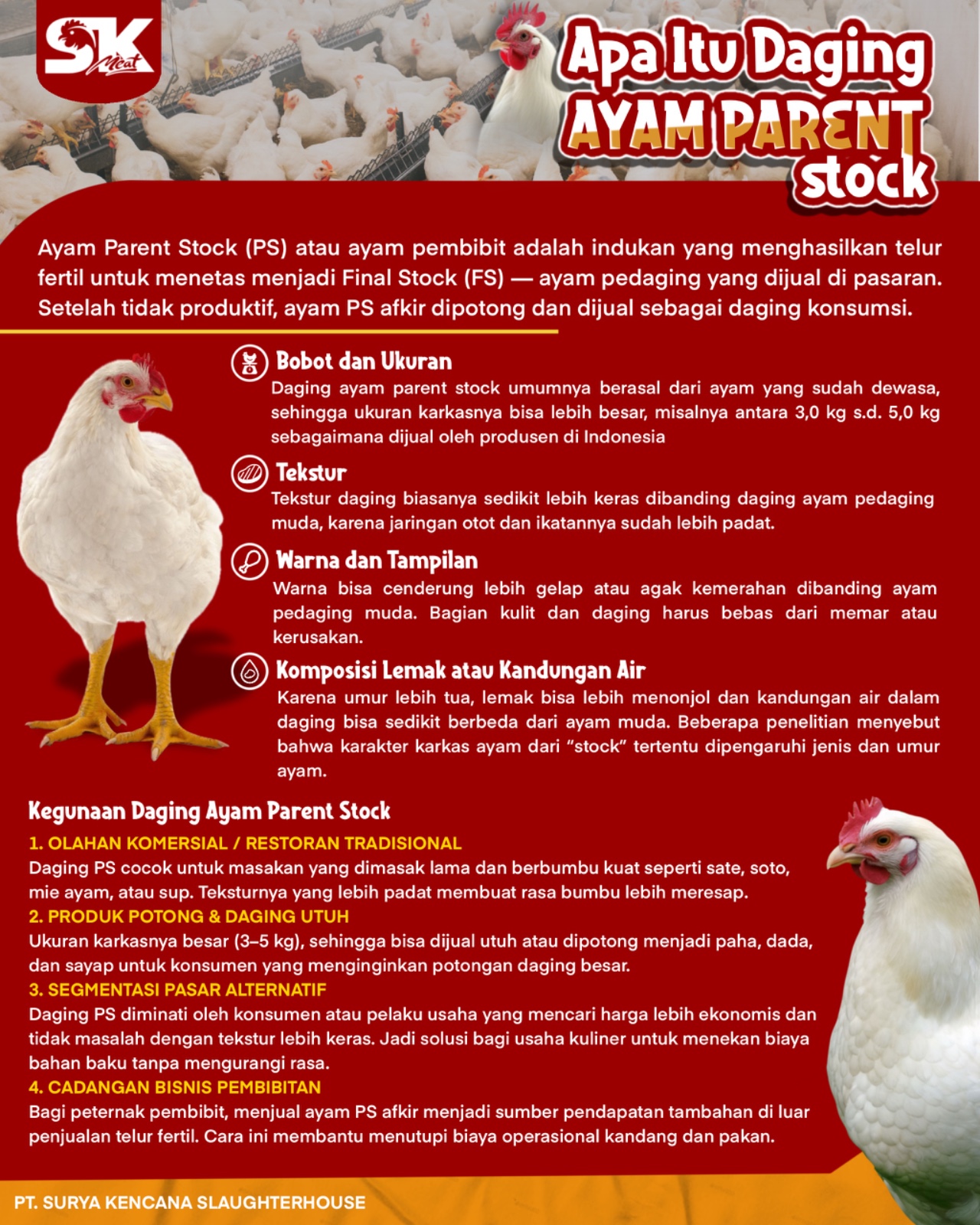 Apa Itu Daging Ayam Parent Stock?